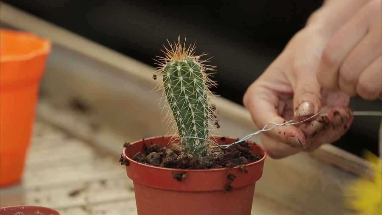 Как посадить кактус чтобы он быстро прижился