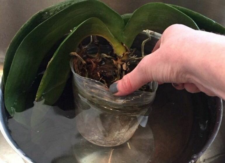 Как поливать орхидею во время цветения