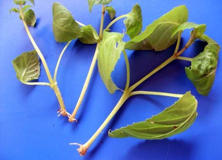 Размножение фуксии: разведение отростком, листом и семенами в домашних условиях, осенью и в другое время