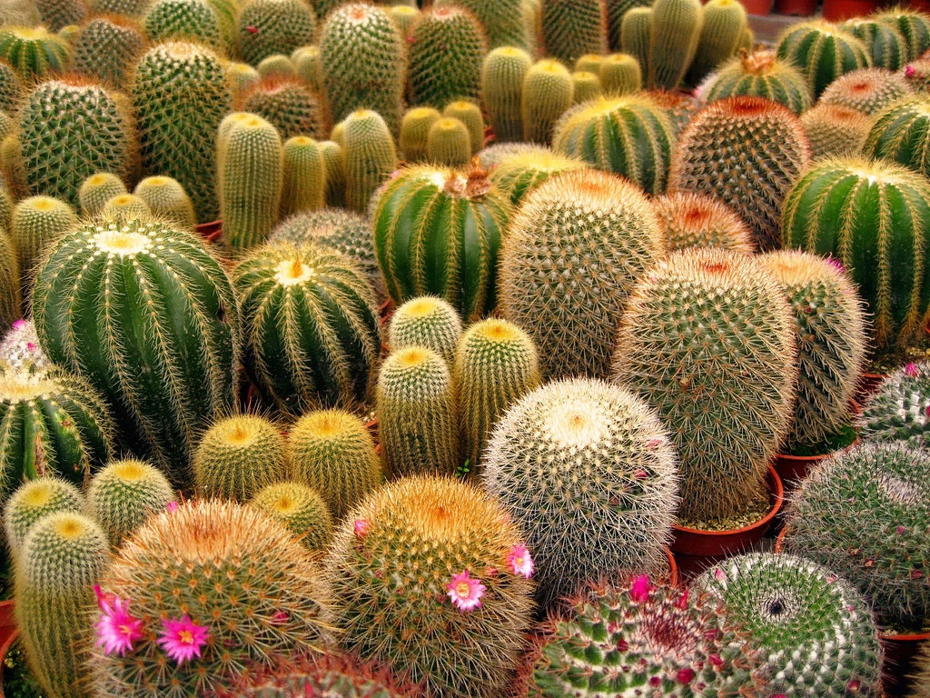Растение кактус: описание, внешнее строение, признаки приспособленности к среде обитания и другие особенности