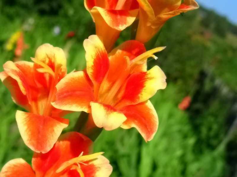 ☘️ 5 правил, которые выполняю при посадке гладиолусов, для обильного и мощного цветения