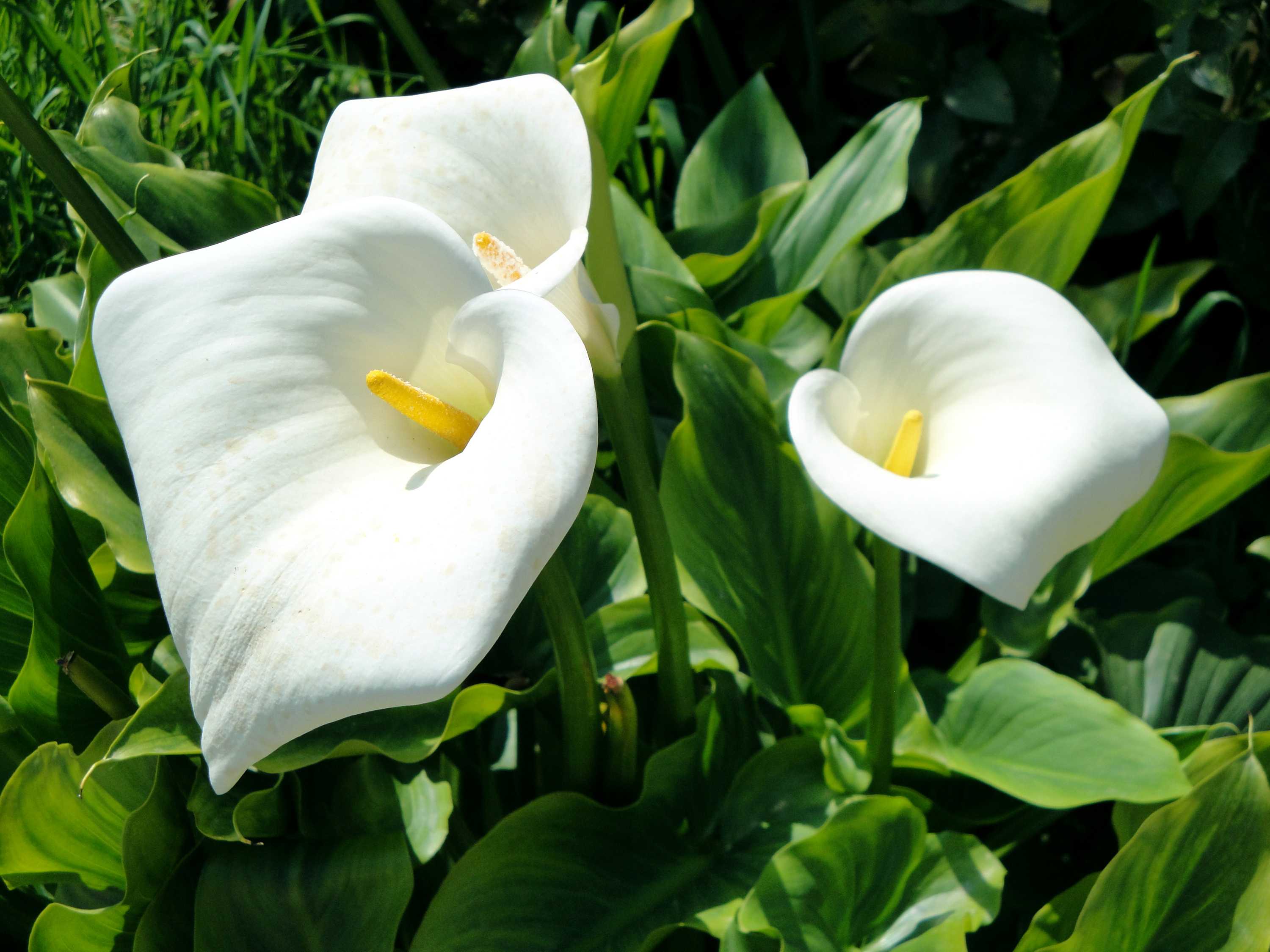 Цветок калла: уход и выращивание в горшках в домашних условиях, калы цветы