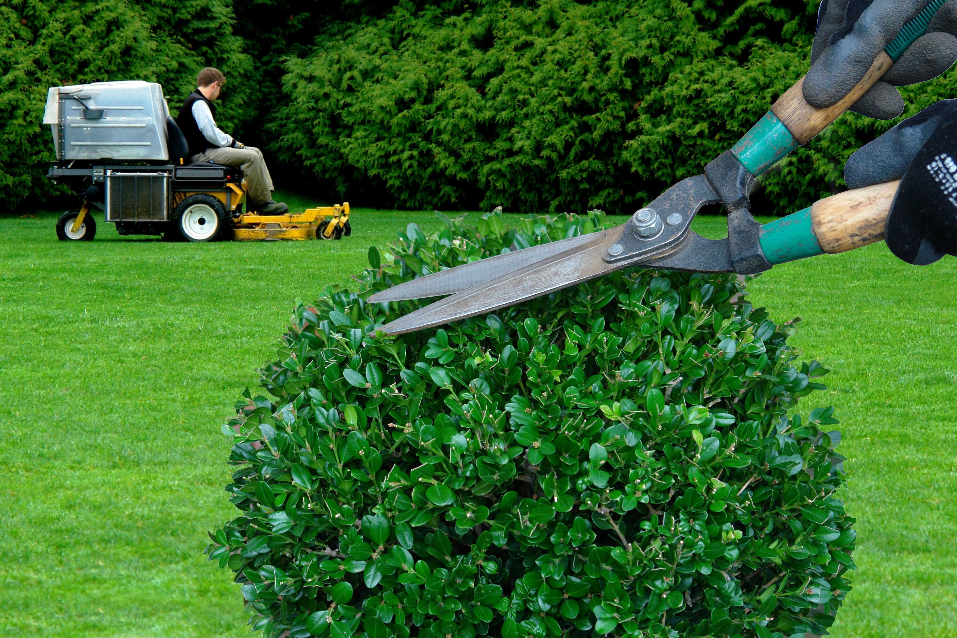 Стрижка газона — когда нужно стричь, обзоры лучших способов своими руками. советы в выборе инструментов + 100 фото
