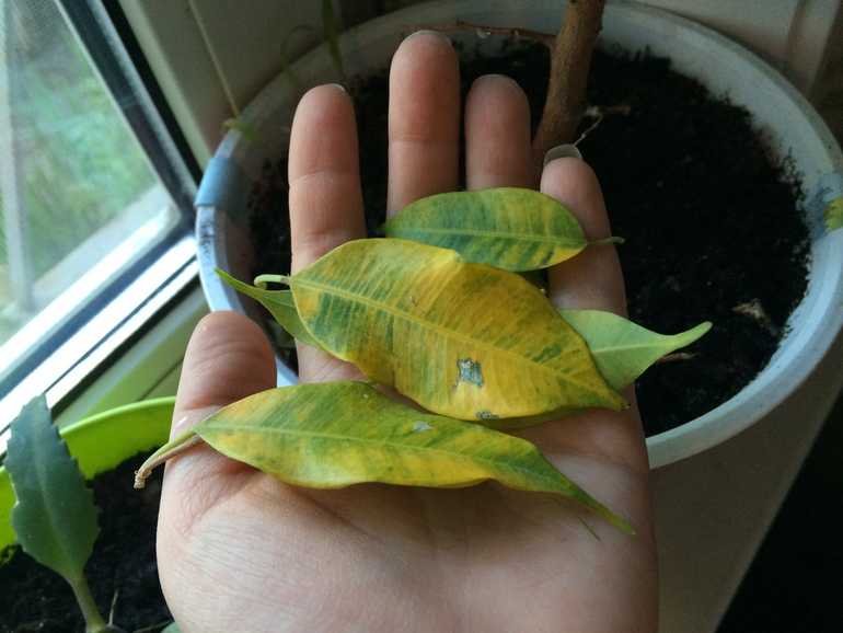 Почему желтеют листья у фикуса: обзор причин и решение проблемы