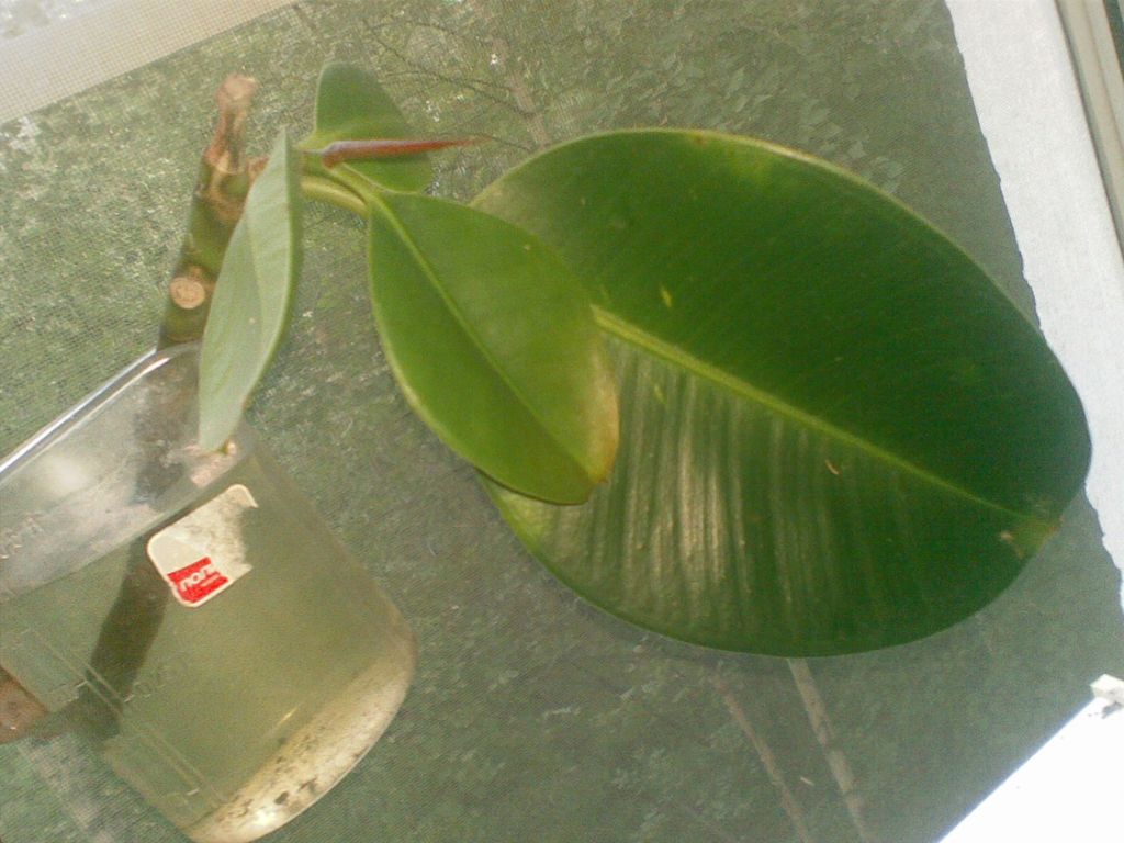 Как посадить фикус в домашних условиях: пошаговая инструкция, выращивание из листа, отростка