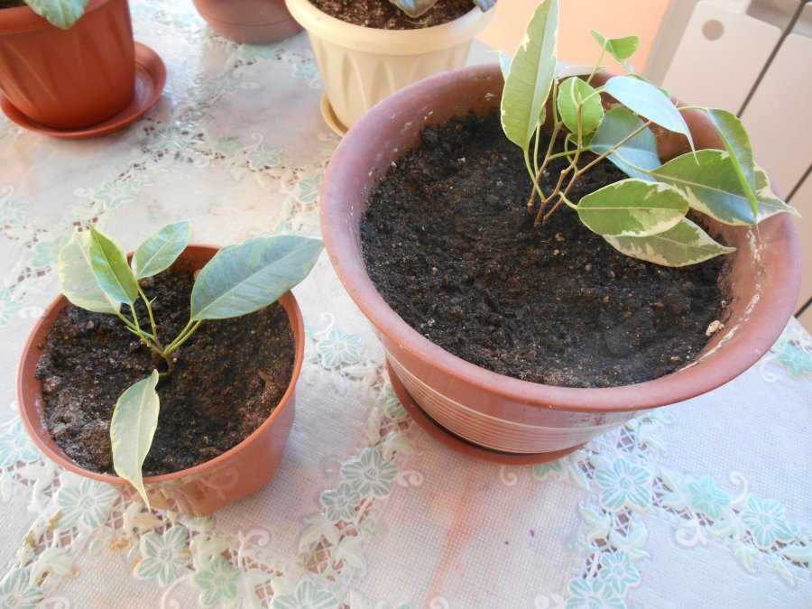 Как посадить фикус в домашних условиях — отростком, листом.