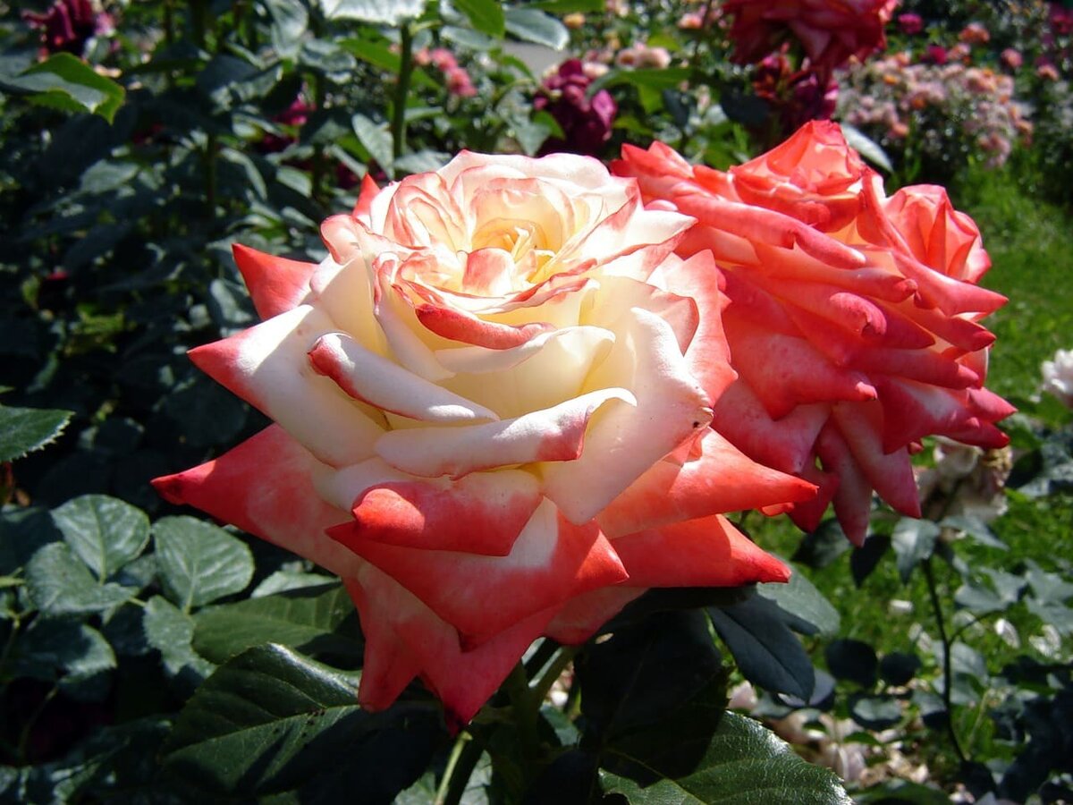 Розы полиантовые и флорибунда отличие