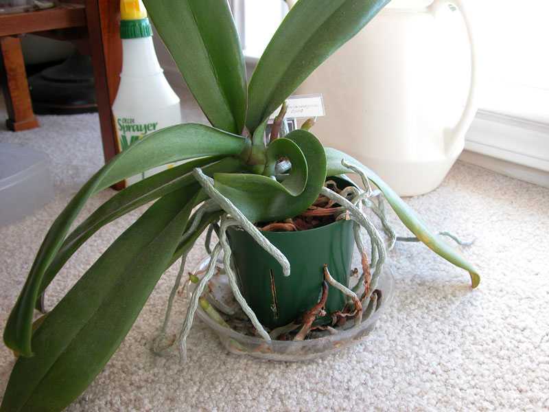 Почему не цветет орхидея – что делать в домашних условиях