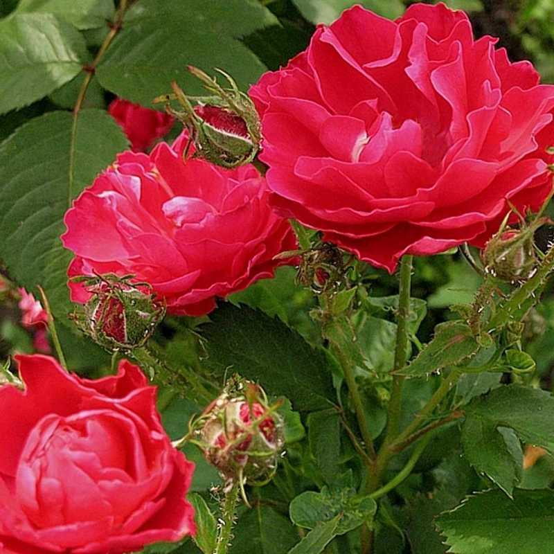 Канадские розы: описание лучших сортов