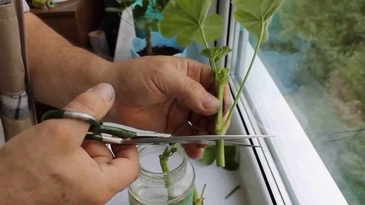 Все о размножении герани черенками. как и когда разводить растение в домашних условиях?