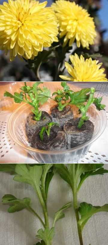 Посадка и уход за хризантемами (48 фото): как выращивать хризантемы в открытом грунте в саду и в домашних условиях?