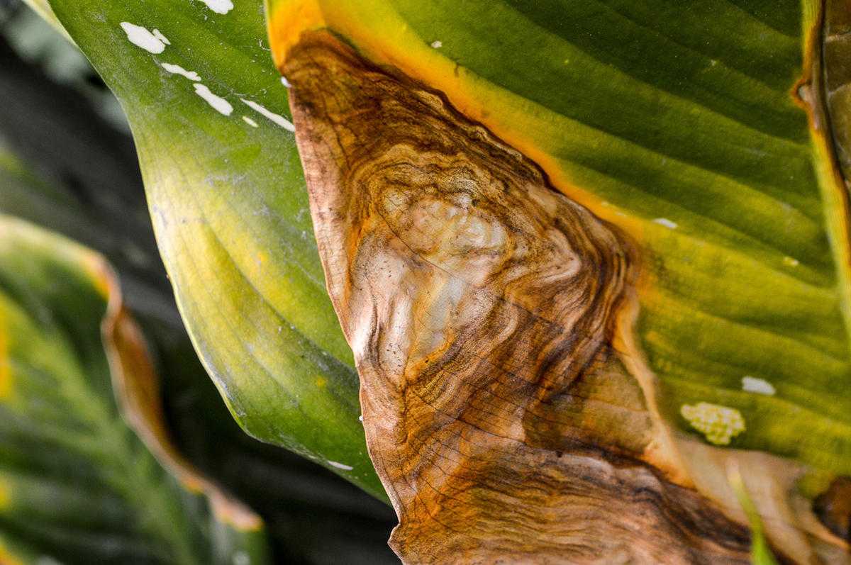 Почему у диффенбахии желтеют листья: что делать, основные причины
