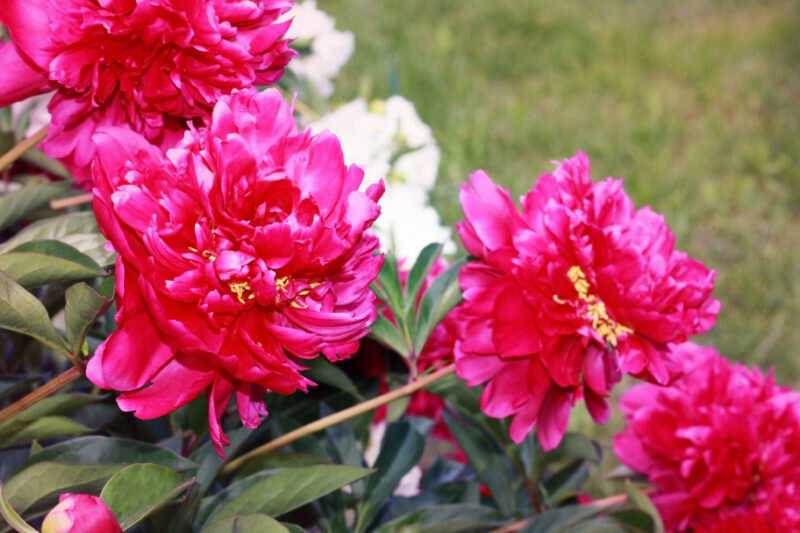 Пионы (74 фото): посадка красивых цветов в открытый грунт, уход за ними. как выглядят листья пионов и их бутоны? когда срезать пионы после цветения?