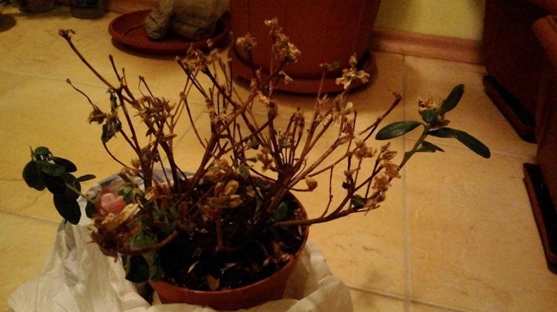Мирт засох: как реанимировать растение : labuda.blog
мирт засох: как реанимировать растение — «лабуда» информационно-развлекательный интернет журнал