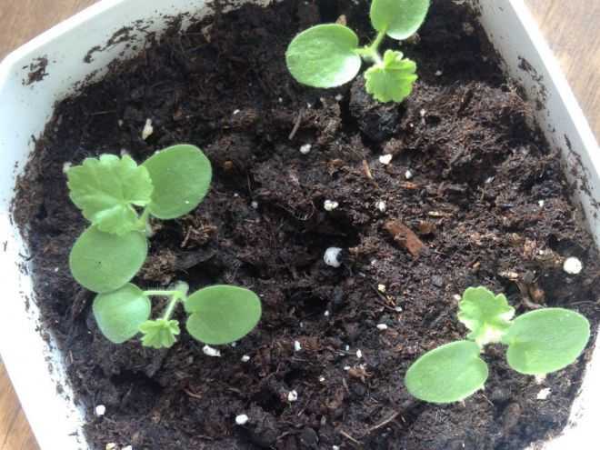 Пеларгония из семян в домашних условиях: как выращивать и ухаживать?