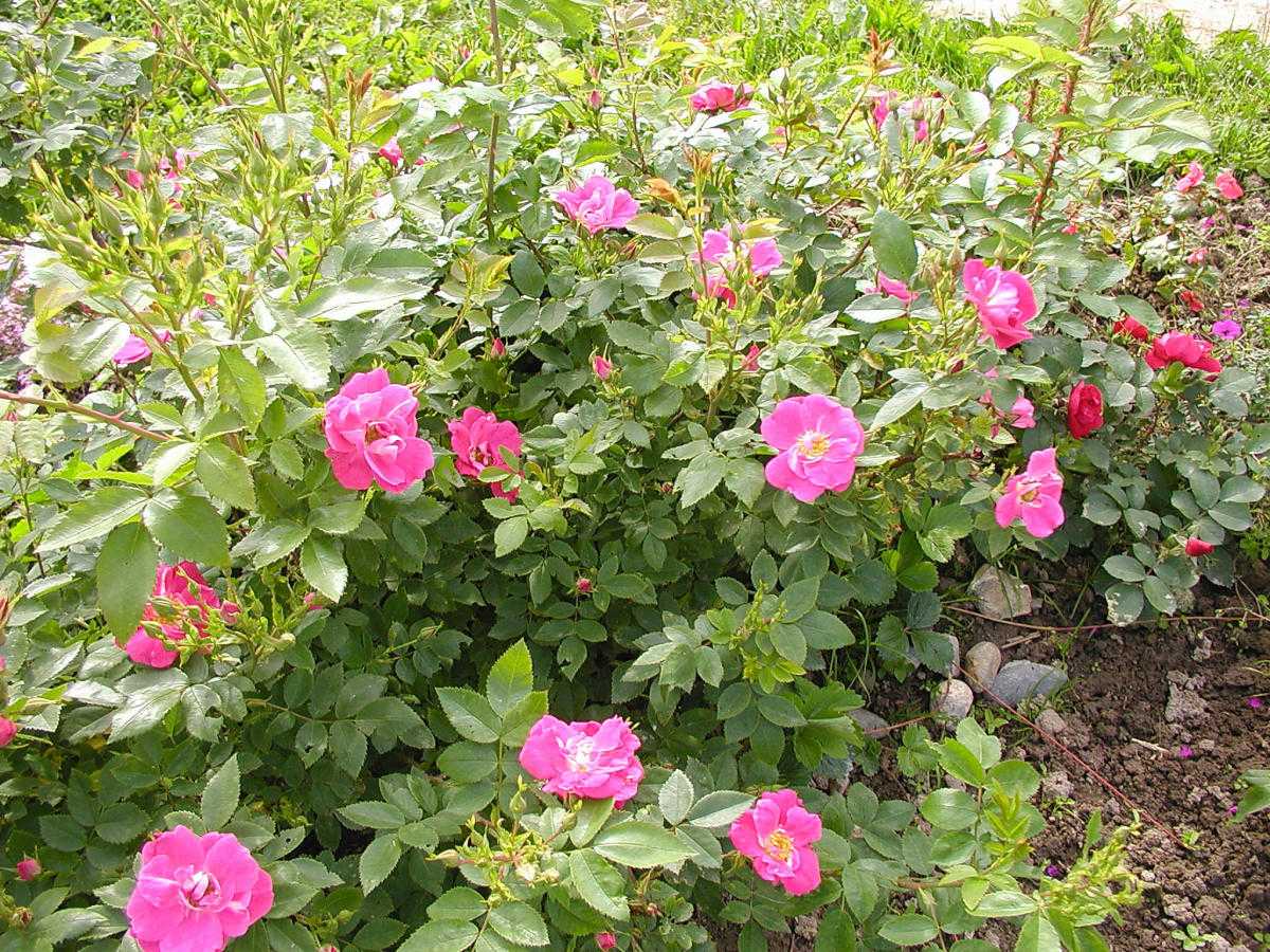 Самые зимостойкие сорта канадских роз – проверены российскими морозами! | в цветнике (огород.ru)