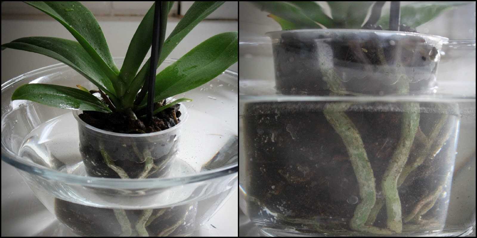Уход за орхидеей в зимний период: как ухаживать за ней зимой в домашних условиях, если она стоит на подоконнике? оптимальная температура для орхидеи. можно ли ее перевозить?
