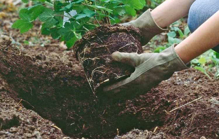 Как правильно посадить гортензию в открытый грунт весной? лучше ли посадка весной, чем осенью? как правильно сажать саженцы?