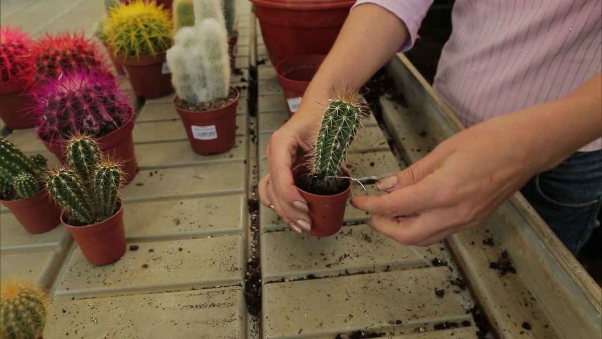 Как пересадить кактус в другой горшок, как правильно посадить растение в грунт, состав земли и время пересадки
