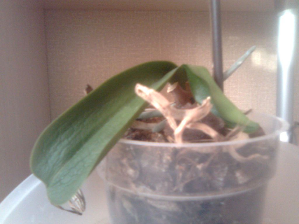 Почему пропадают орхидеи и от чего погибает растение в домашних условиях, из-за чего растение умирает в квартире, фото и видео от специалистов