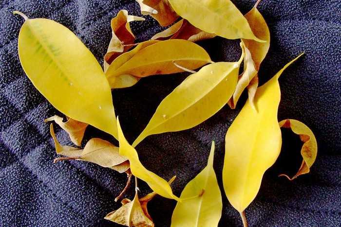 Причины пожелтения и опадания листьев у фикуса: что делать, если кончика начали сохнуть?