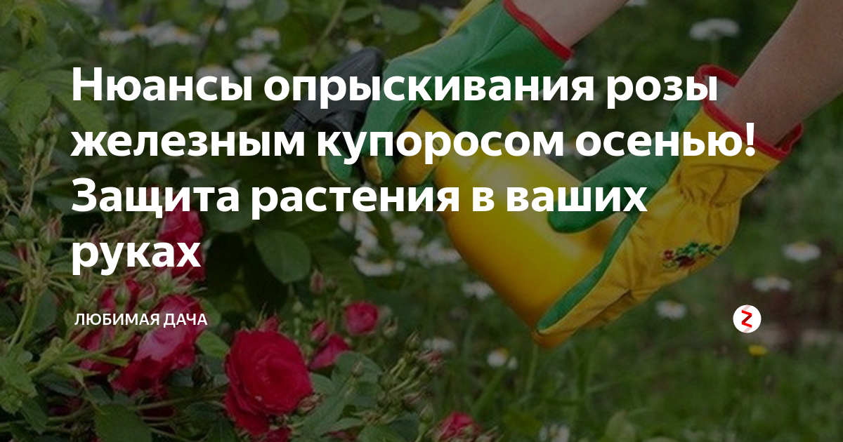 Осенняя обработка роз железным купоросом — особенности процедуры