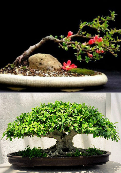 Бонсай своими руками - как вырастить дерево бонсай +30 фото