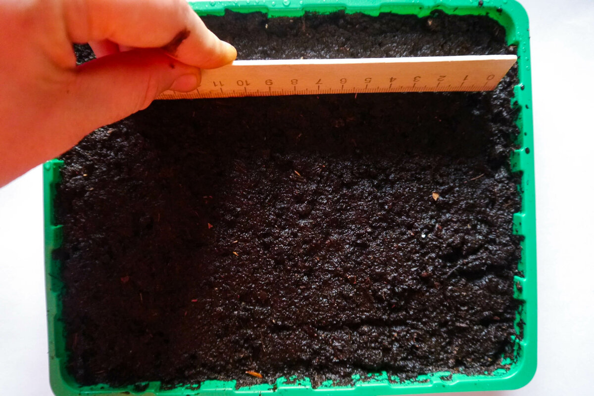 Как сеять семена виолы