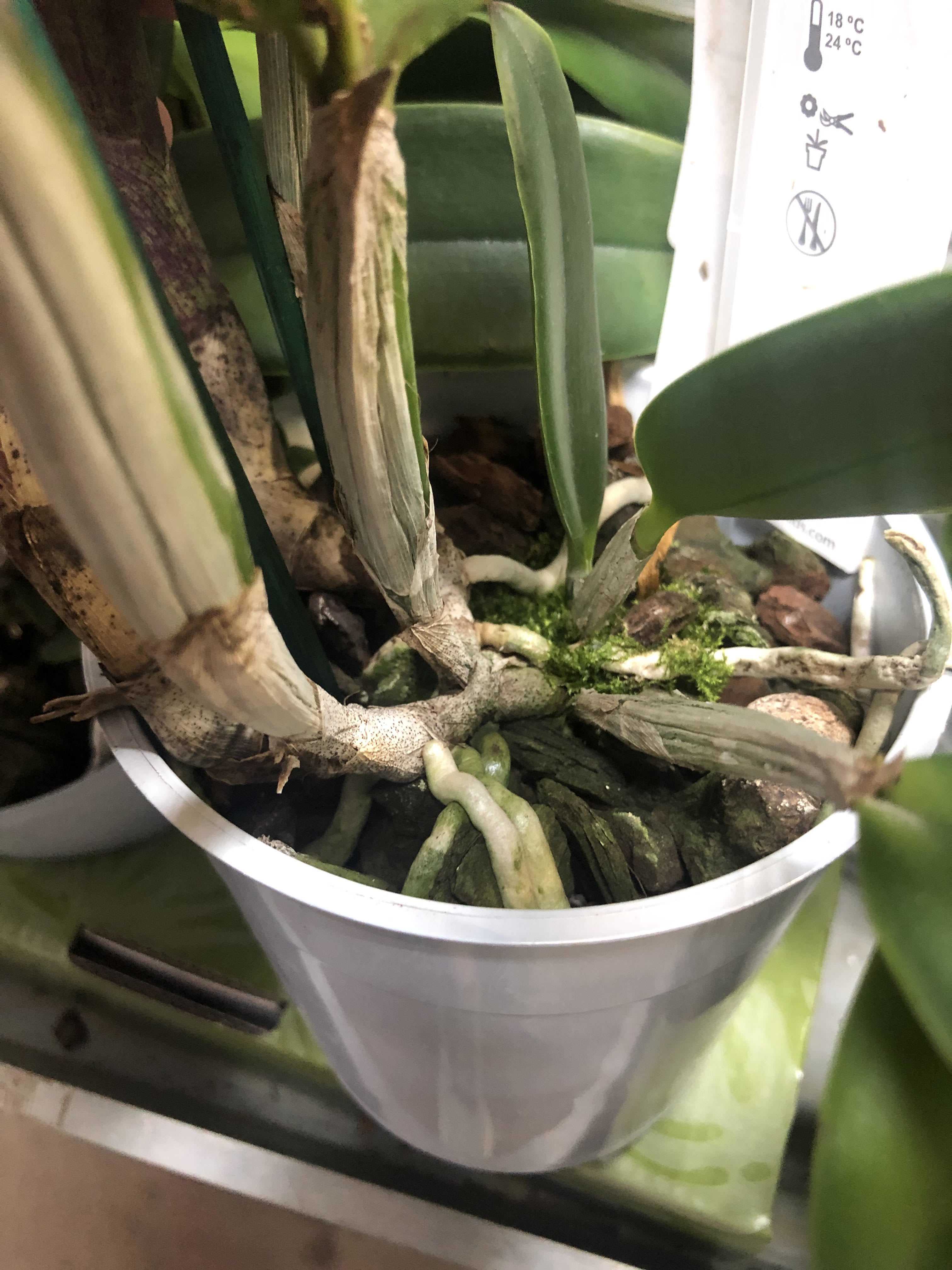 Как часто поливать орхидею: зимой и летом дома