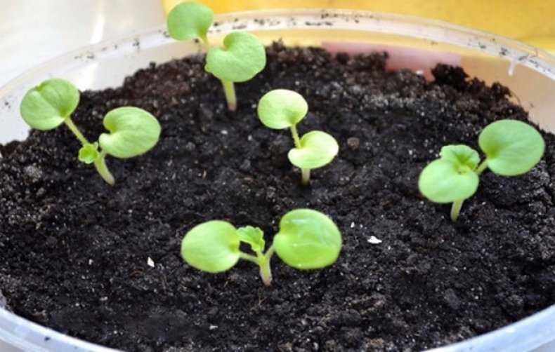 Как посадить семена пеларгонии на рассаду. как правильно сажать герань: выбор ёмкости, требования к составу почвы и прочие нюансы
