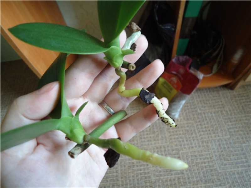 Основной вопрос, как размножить орхидею в домашних условиях?