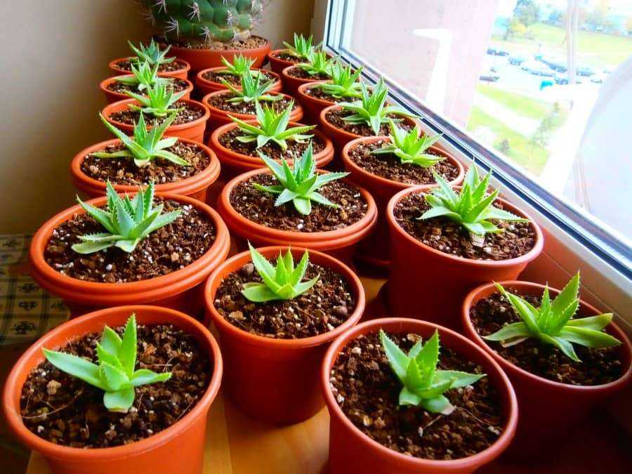 Топ-14 комнатные растения, которые легко вырастить из семян