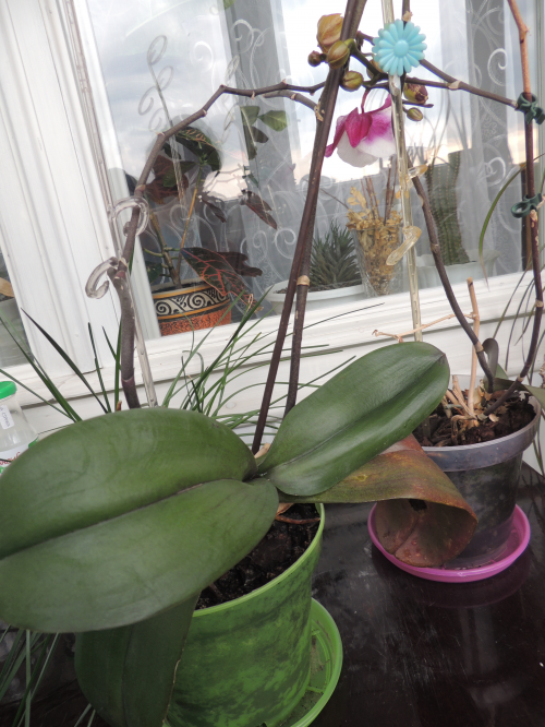 Как реанимировать орхидею, если сгнили даже корни