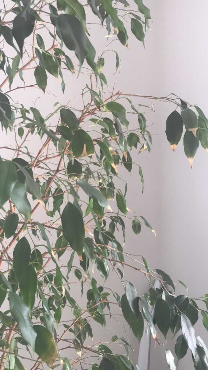 У фикуса опадают листья (26 фото): по каким причинам фикус сбрасывает листья? что делать, если они желтеют? почему листья опали зимой? лечение и уход в домашних условиях