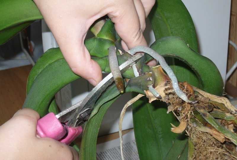 Размножение орхидеи в домашних условиях: пошаговые инструкции