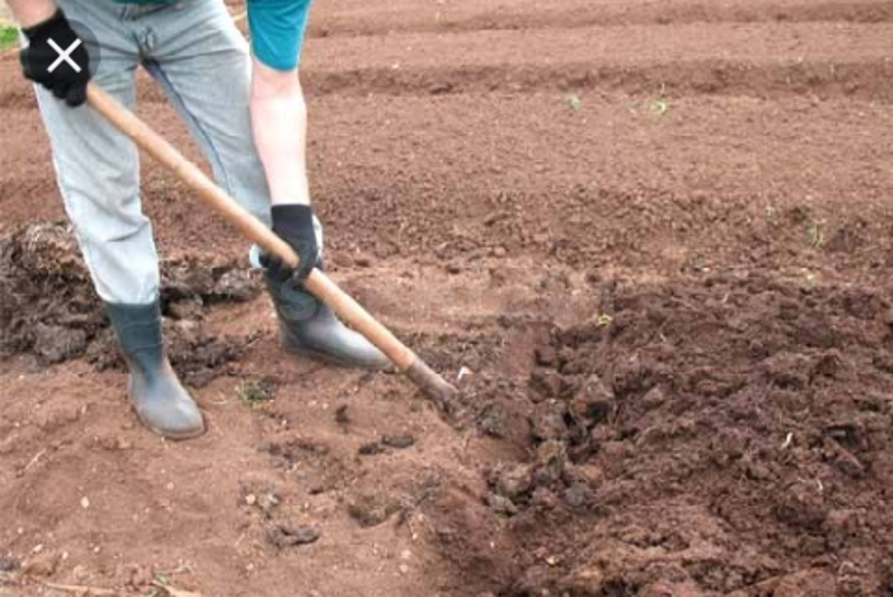 Можно ли копаться в земле. Ручная копка огорода. Копать грядки. Перекопка почвы грядки. Подготовка почвы к посадке.