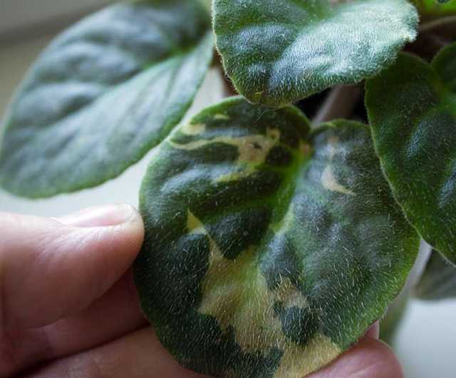 Хлороз (пожелтение листьев): причины, диагностика, лечение | сад и огород