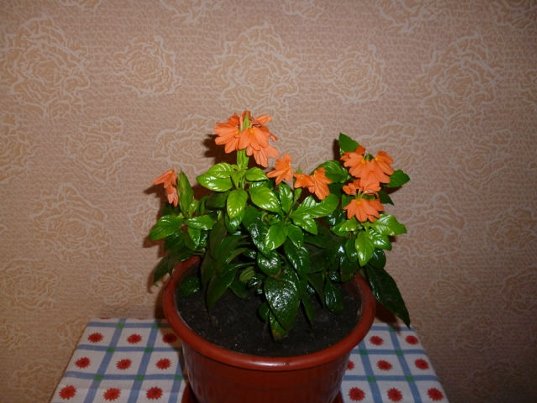 Уход за комнатной кроссандрой — выращивание цветка из семян