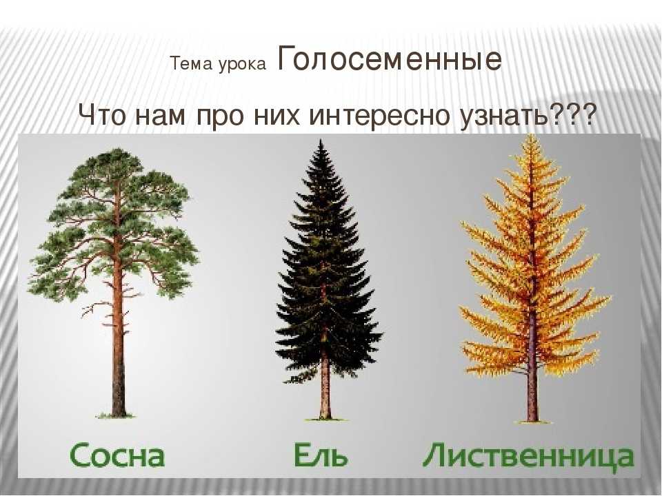 Скорость роста деревьев. таблица роста и последние исследования