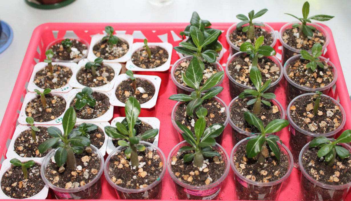 Какие комнатные растения легко вырастить дома из семян