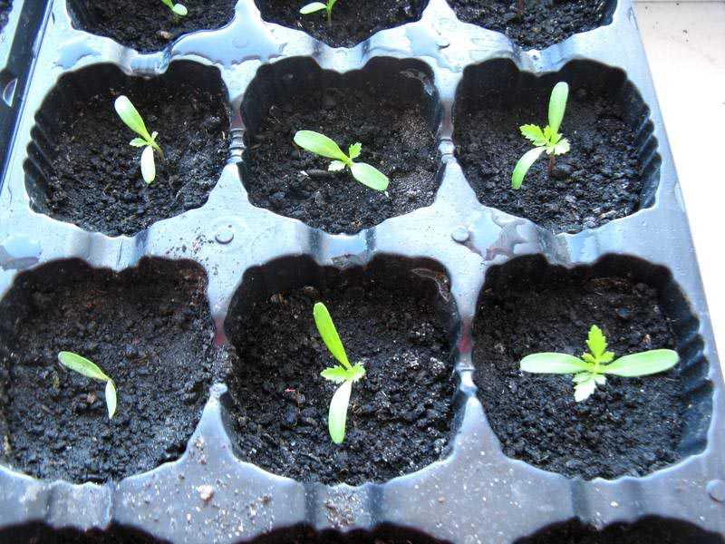 Когда и как сажать бархатцы на рассаду? 43 фото выращивание из семян бархатцев. как их высаживать в домашних условиях? сроки посева для раннего цветения
