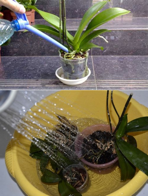 Когда надо поливать орхидею после покупки в домашних условиях, как понять, что пора и как узнать о необходимости увлажнения?