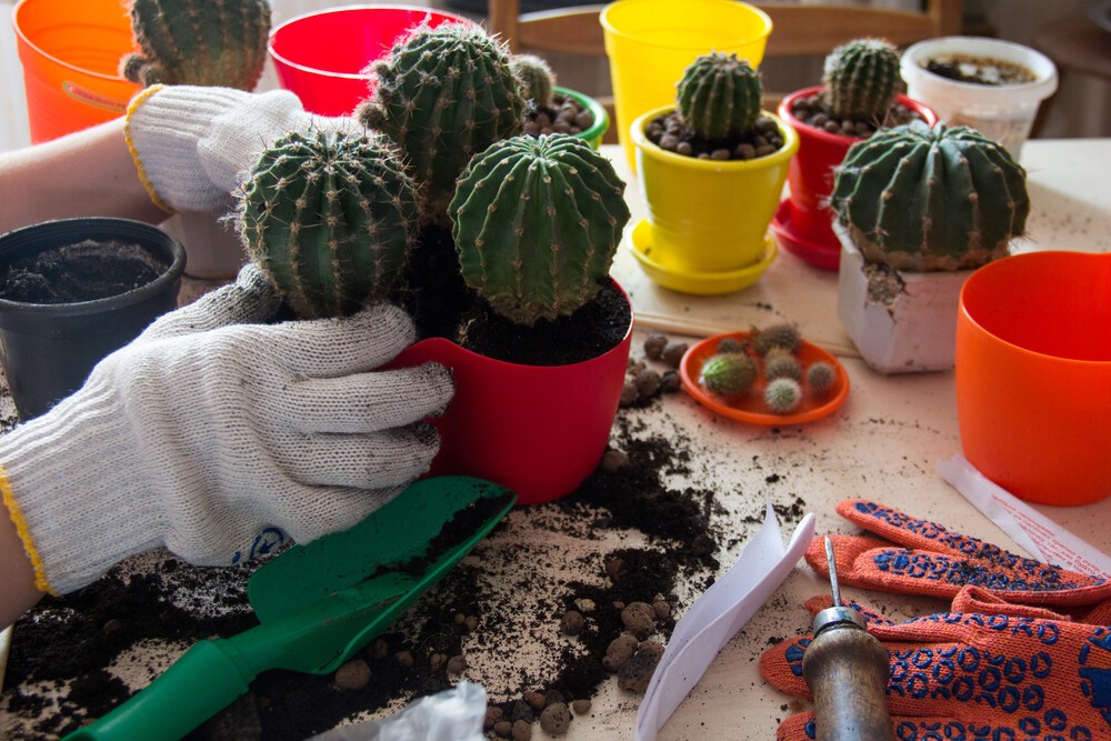 Учимся самостоятельно пересаживать кактусы в домашних условиях