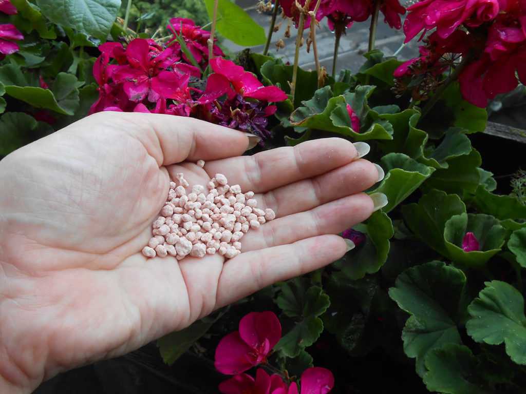 Чем подкормить пеларгонию для обильного цветения: какое требуется удобрение, когда и как применять йод, а также как осуществлять полив растения?