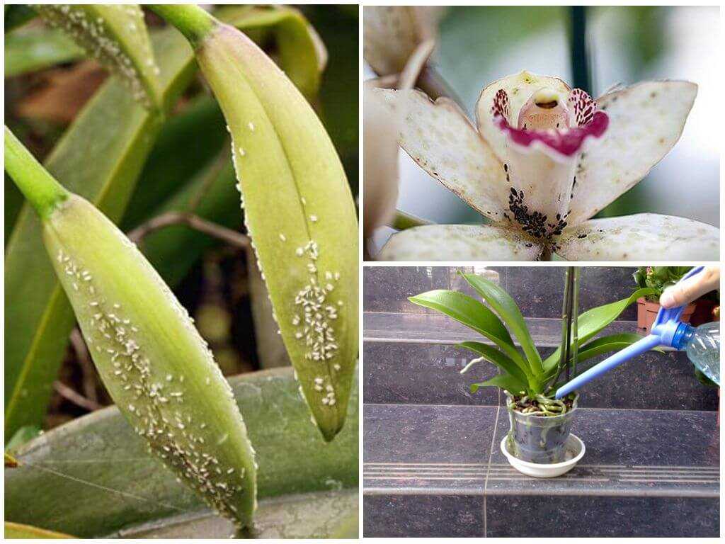 Белая тля: как бороться на комнатных растениях, фото вредителя, нюансы обработки орхидей в домашних условиях, а также как избавиться от насекомого на цветах в саду?