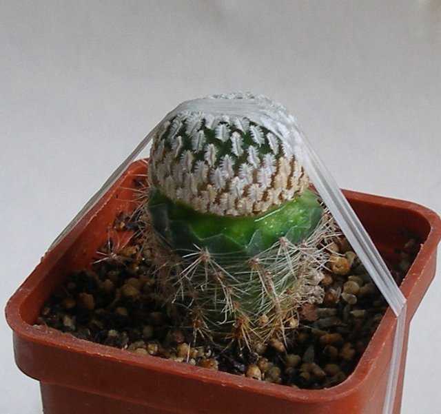 Как выращивать кактус опунция в домашних условиях