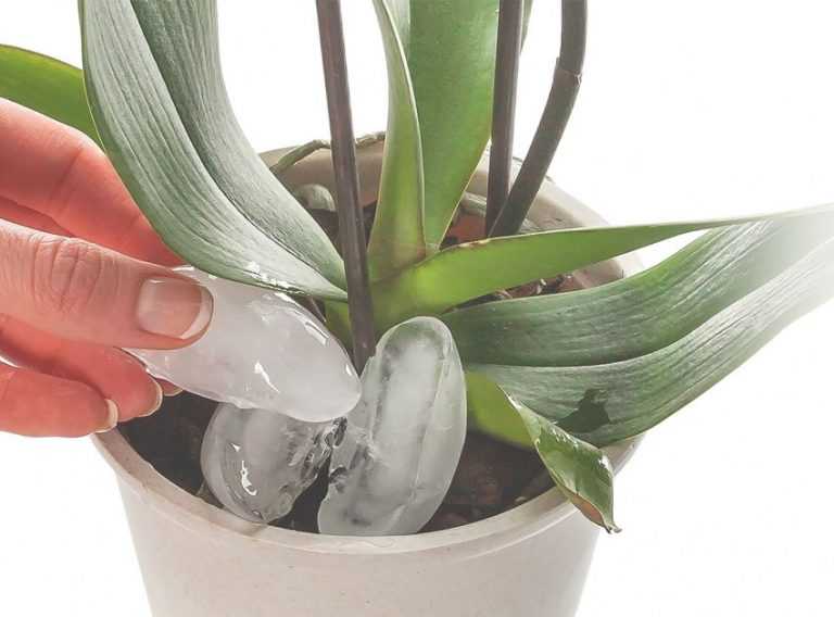 Как поливать орхидею. 7 ошибок при поливе