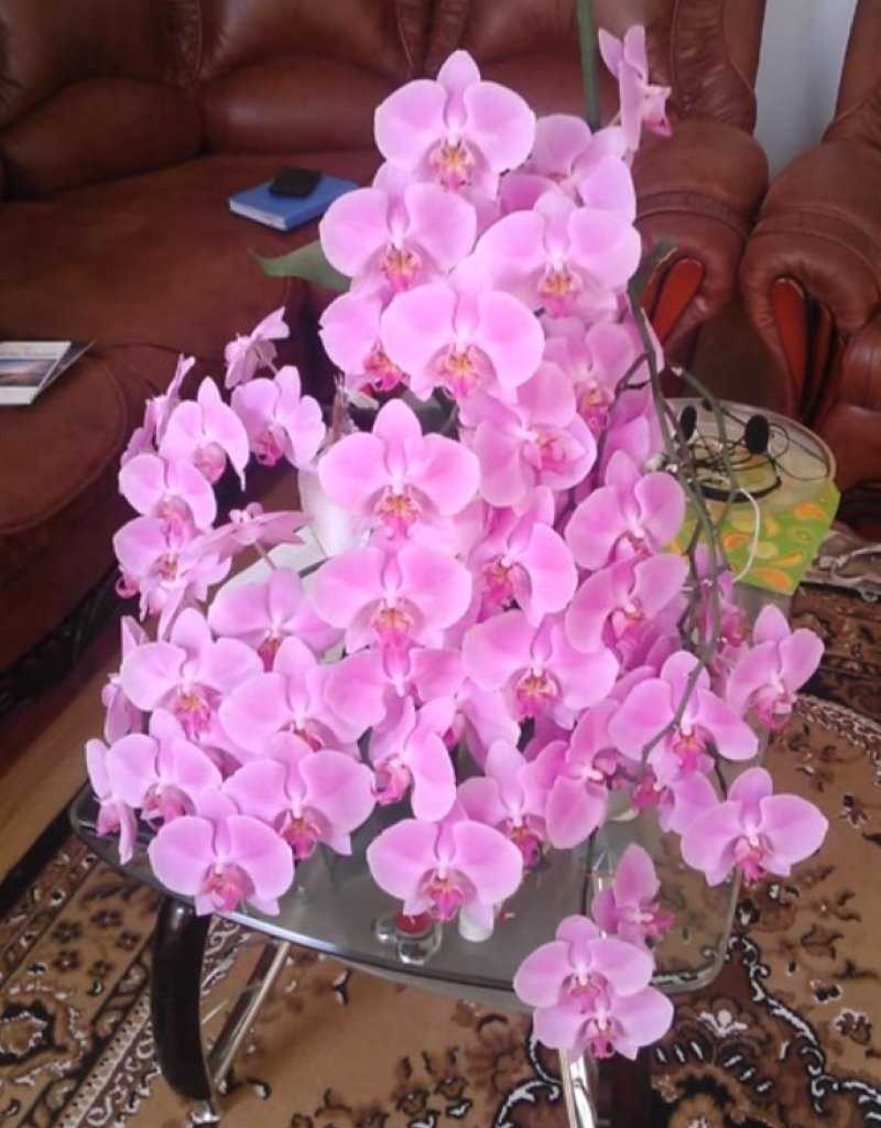 Узнайте, сколько цветет орхидея фаленопсис в домашних условиях