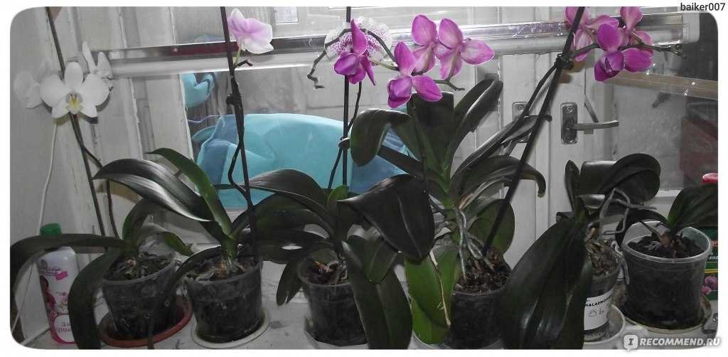 Как заставить орхидею цвести и почему растение не цветет в домашних условиях