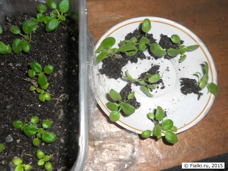 Как вырастить фиалки из семян в домашних условиях?